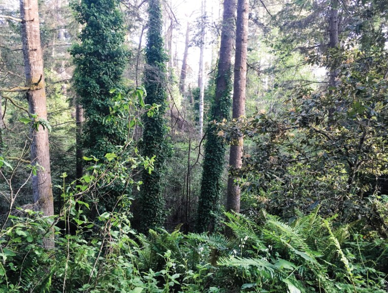 trees in Mendocino county